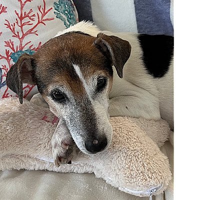 Jackson is our 15 year old Parson Russell Terrier... 