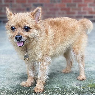 Grizzly is a 14y/o Yorkshire terrier Pomeranian bl... 