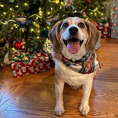 Happee is an 11 year old beagle living in North Po... 