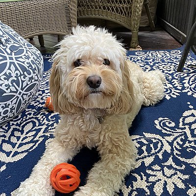 Tuppence, is a 2-year old Cockapoo, living in Fair... 