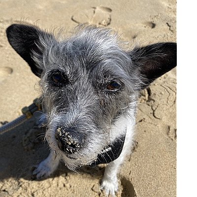 Estrela is a happy dog. She loves the beach and pe... 