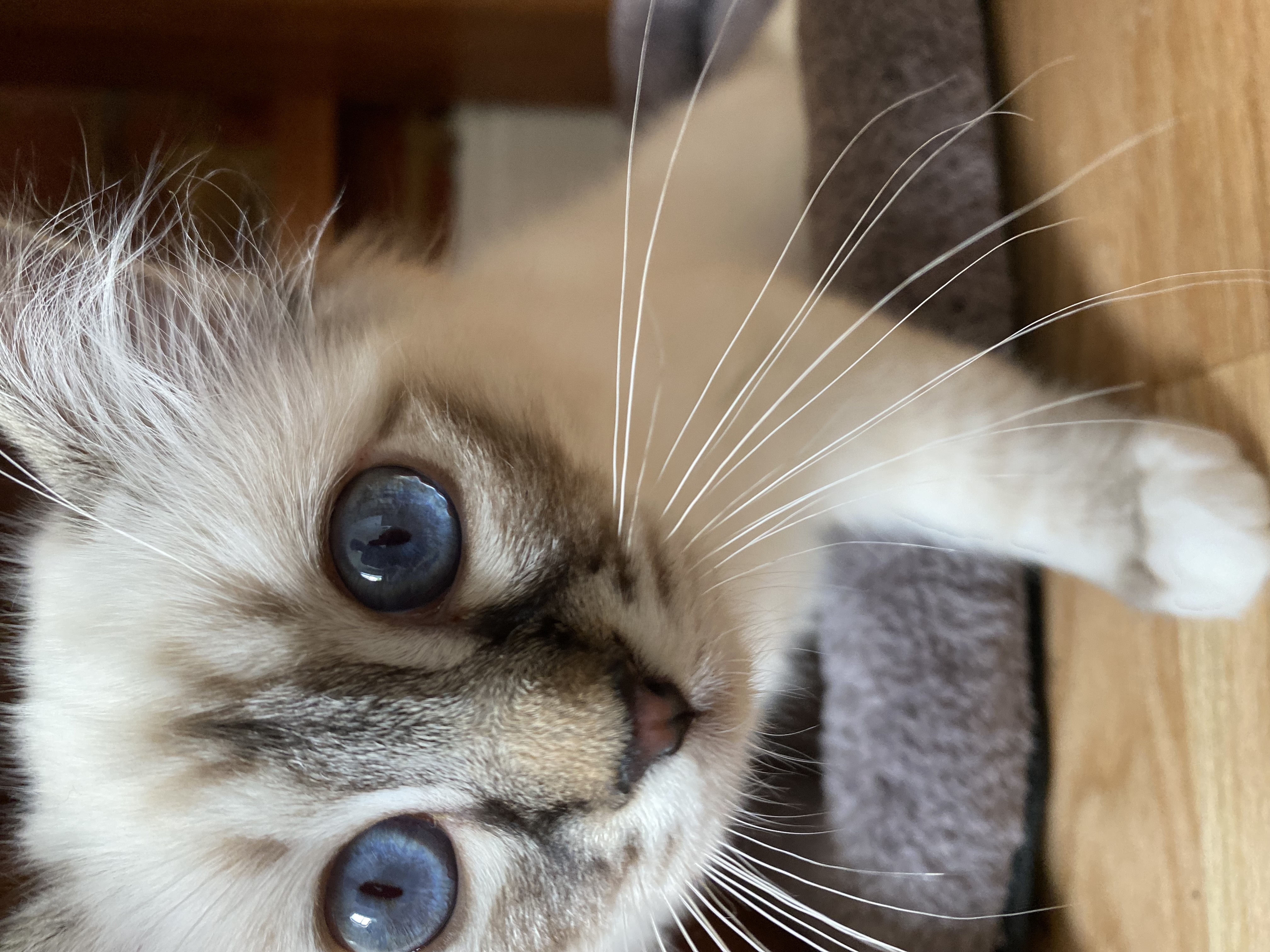 Diana "Wonder Woman" Prince