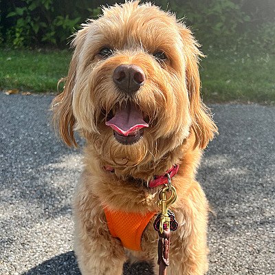 Merit is a six year-old mini goldendoodle. She lov... 