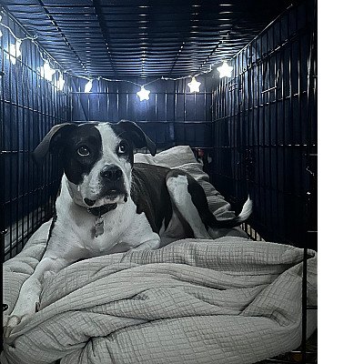 Oreo is a sweet rescue boy that loves exploring on... 