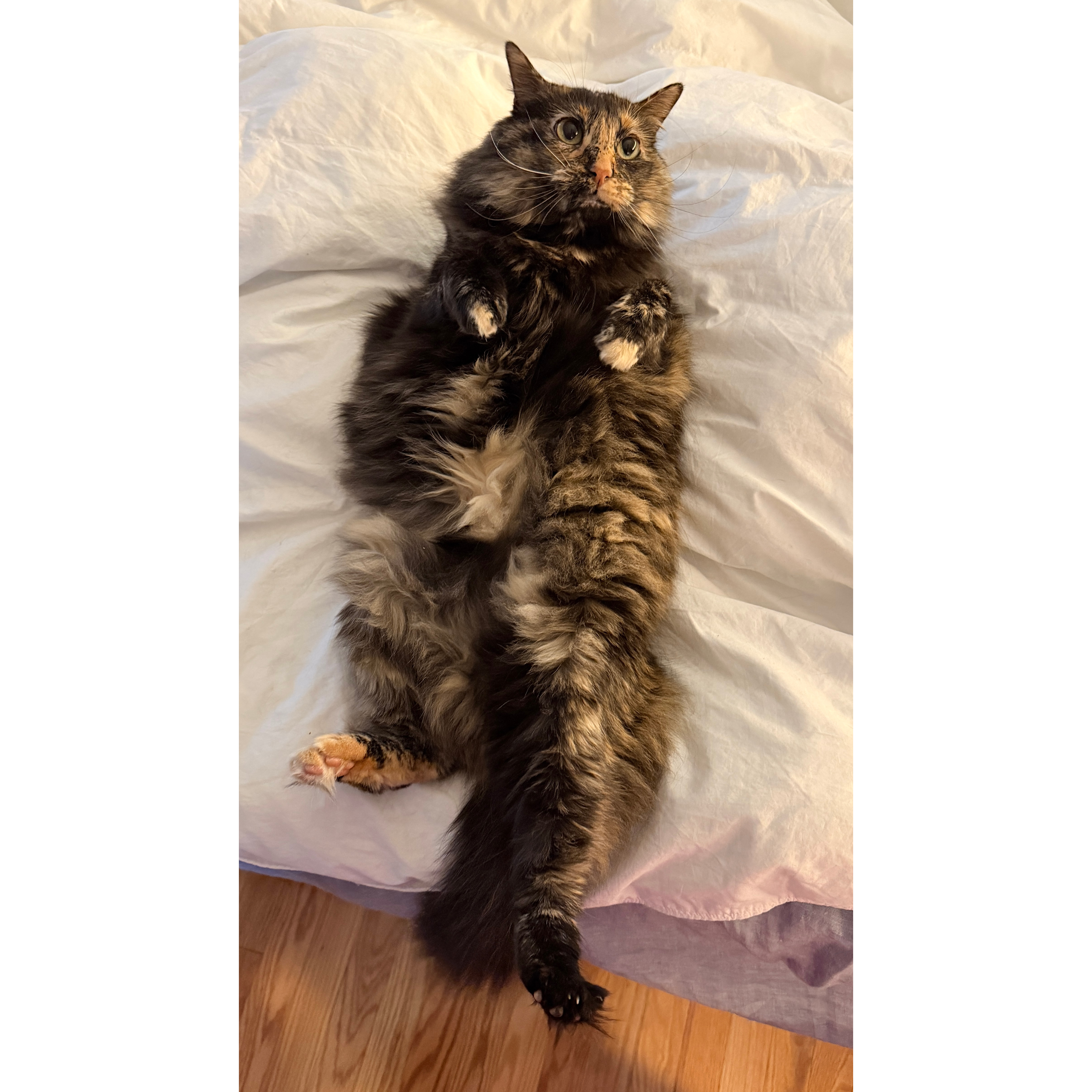 Chairwoman Meow Meow