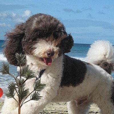While Romeo and I maintain our legal residence in... 