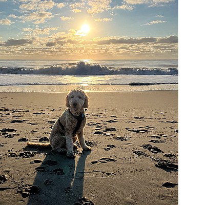 Daniel and Raquel Adams’ pup, Wednesday enjoyed an... 